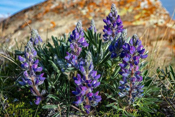 Haney, Chuck 아티스트의 Lupine wildflowers along the Rocky Mountain Front near Choteau-Montana-USA작품입니다.